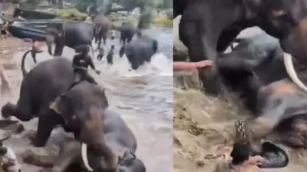 கர்நாடகாவில் பயங்கரம்: காவிரியாற்றில் யானைகள் சண்டையிட்டதில் சென்னையைச் சேர்ந்த பெண் சுற்றுலா பயணி நசுங்கி பலி!